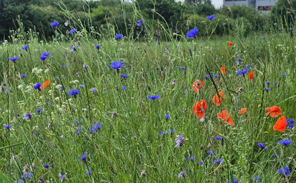Blumenwiese anlegen: Anleitung, Saatgut & Pflegetipps
